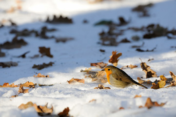 Wintering Robin among dry leaves in the snow