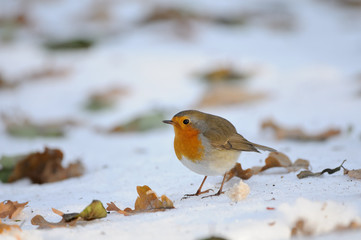 Wintering Robin walking in the snow among dry leaves