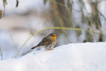 Wintering Robin walking in the snow