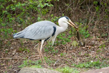 Bird catching an eel