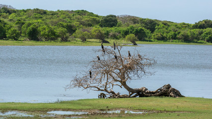 Anhinga. A flock of birds sitting on a tree. A flock of rock Anhinga melanogaster in a tree near the lake in the national park Yala, Sri Lanka.