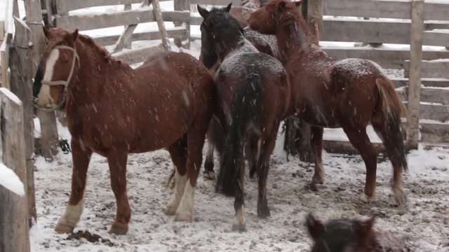 Herd of Horses under snow at the farm at cold winter