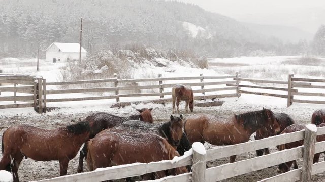 Horses on a farm in winter under snow