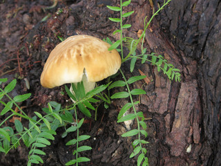 mushroom growing on tree