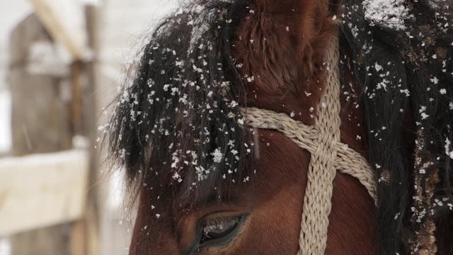 Horse brown face under snow - close-up