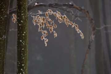 Frozen leaves in the middle of forest in winter time