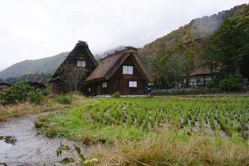 Fototapeta na wymiar Organic rice field in the village area