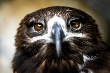 Extreme closeup of an Indian Eagle with Eyes in focus - very shallow depth of field