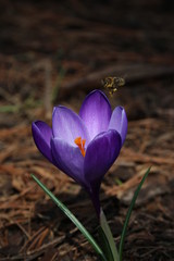 Fototapeta premium Biene und Krokus