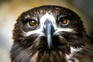 Extreme closeup of an Indian hawk with Eyes in focus - very shallow depth of field