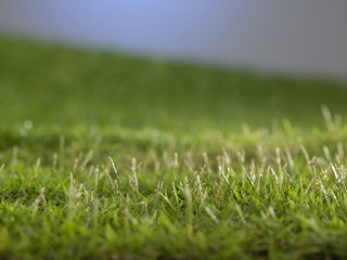 grass