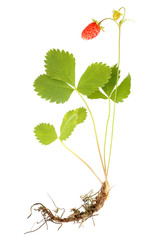 Wild strawberry with root