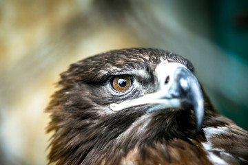 Extreme closeup of Eagle face