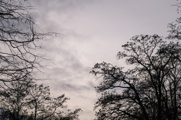Silhouette branches of a tree with a gray sky background. In the park.