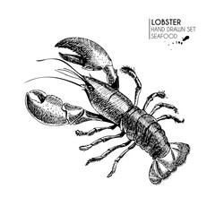 Vector hand drawn set of seafood icons. Isolated lobster. Engraved art. Delicious marine food menu sketched objects. - 130495326