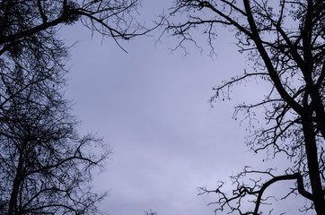 Silhouette branches of a tree with a gray sky background. In the park.