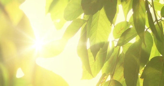 Picturesque lieaves closeup with sunflares