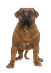 dogue de Bordeaux