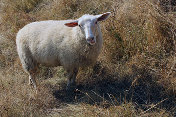 sheep