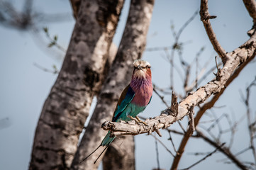 ghiandaia africana