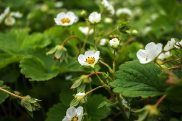 strawberry blossoms in the garden.