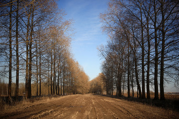 Landscape alley in autumn park