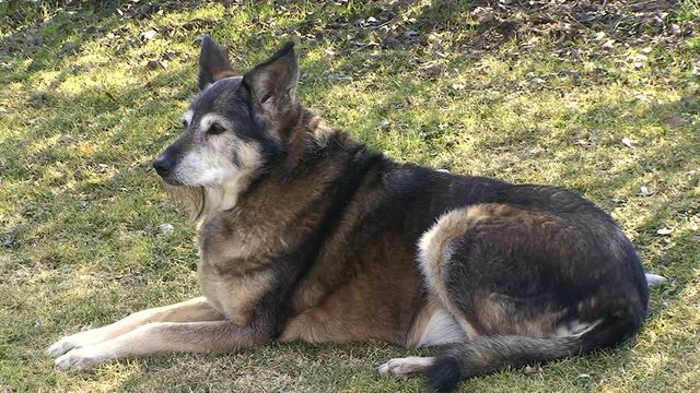 Unser Labrador-Sch&auml;fermischling "Senta" f&uuml;hlt sich merklich wohl