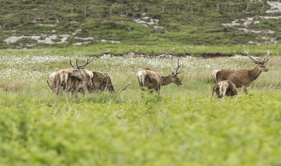 Herd of deers in wet meadow