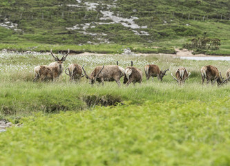 Herd of deers in wet meadow