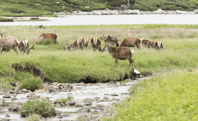 Herd of deers in wet meadow
