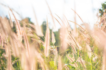 Grass flower in the