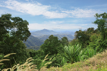 Fototapeta na wymiar Tropical rainforest landscape
