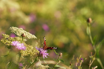 Butterfly 'Peacock' is enjoying the nectar of a flower at sunset