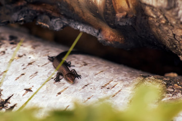 Lizard in a birch grove