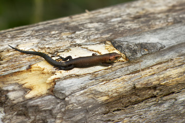 lizard basks in the rays of the setting sun