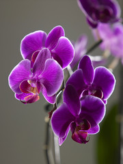 orchid