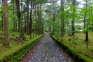 Fototapeta premium Brukowana ścieżka często znana jako „Happy Valley”, Karuizawa, Nagano, Japonia
