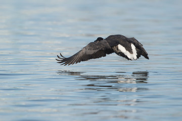 Brent Goose, Branta bernicla