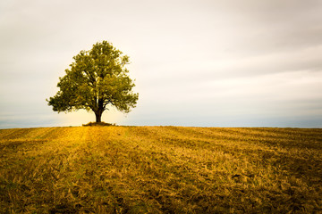 Lonely tree on a field - Powered by Adobe