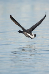 Brent Goose, Branta bernicla