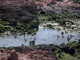 penguins at sea