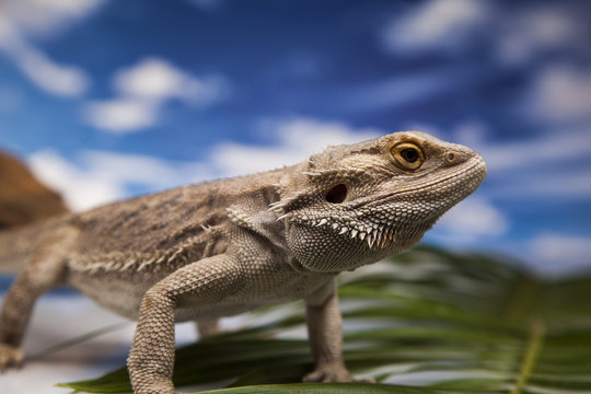 Agama brodata