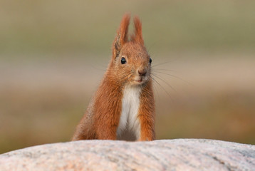 Red Squirrel (Sciurus vulgaris)