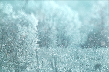 Obraz premium Winter forest blurred background snow landscape