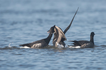 Brent Goose, Branta bernicla