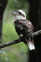 Jägerliest (Dacelo novaeguineae) in Queensland, Australien