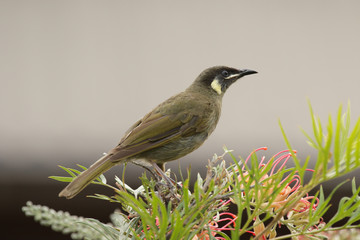 Goldohr-Honigfresser  (Meliphaga lewinii) im Lamington Nationalpark, Queensland, Australien