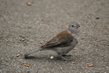 Ein Graubrustgudilang (Colluricincla harmonica) sitzt auf dem Boden im Lamington Nationalpark, Queensland, Australien