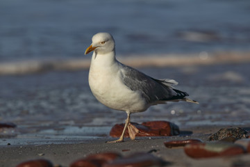 Silbermöwe (Larus argentatus) am Strand von Helgoland