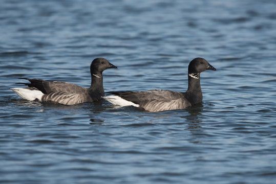 Brent Goose, Branta bernicla